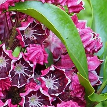 дип сикрет1